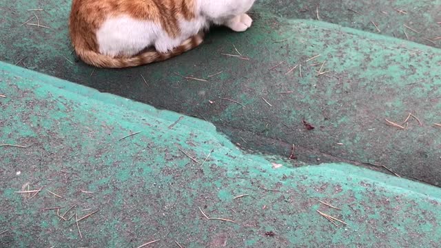 The cat that comes when you call.