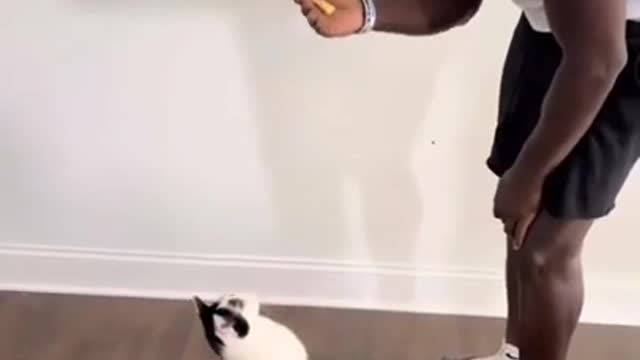 Funny Cat Training