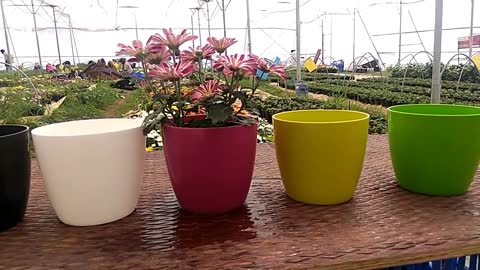 Growing techniques of Chrysanthemums