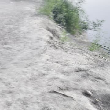 Funny dogs get off and com back to river