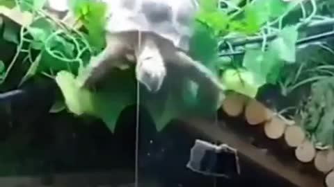 Distracted Animals Falling: Lions, Turtle, Pork, Horse