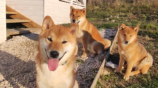 Three very obedient Shiba Inu from Russia