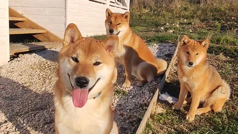 Three very obedient Shiba Inu from Russia