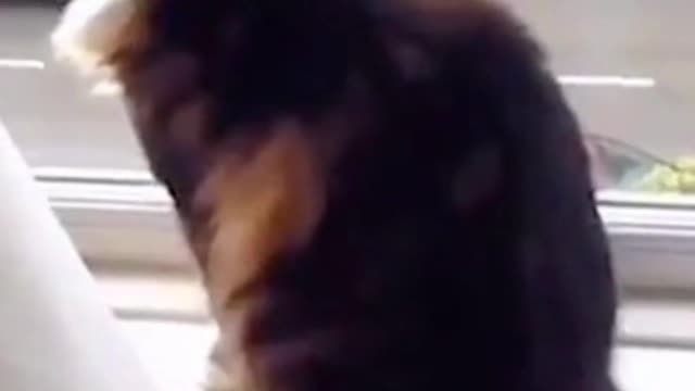 FUNNY cat video