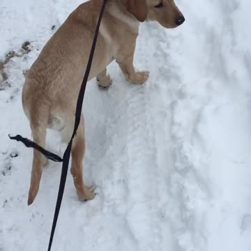 Cute lab puppy plays in the snow