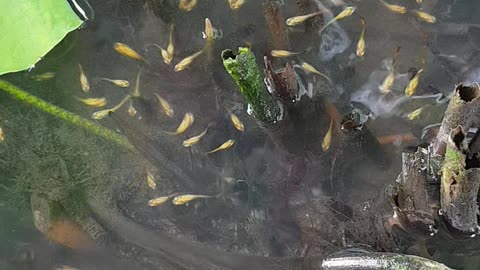 the fish are eating each other