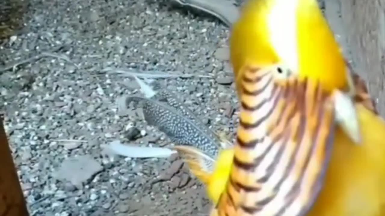 Bird video