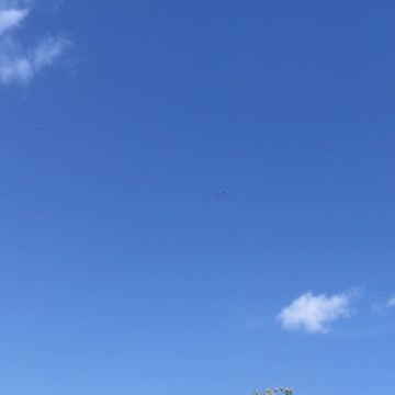 Eagles flying above Lake Erie