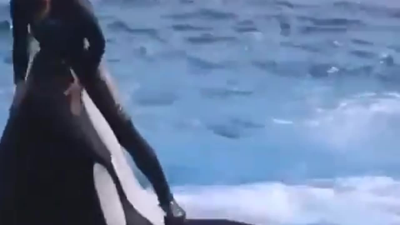 The Sea World ORCA Show Used To Be Awesome