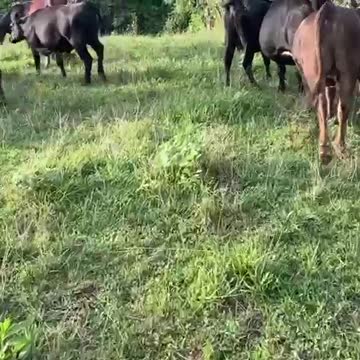 Gator And Sassy Intro To Cattle Eleven