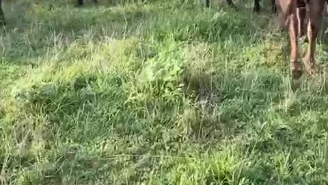 Gator And Sassy Intro To Cattle Eleven