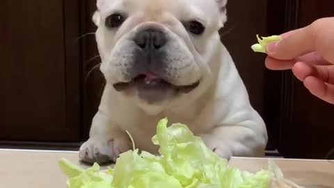 Savoring a cabbage