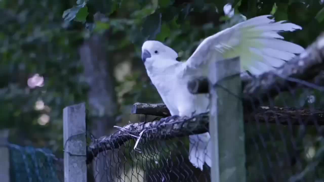 Beautiful Bird Funny Dancing Moment Video.