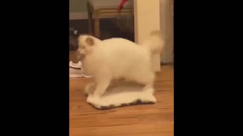 Cat Funny Videos and Dog Funny Video