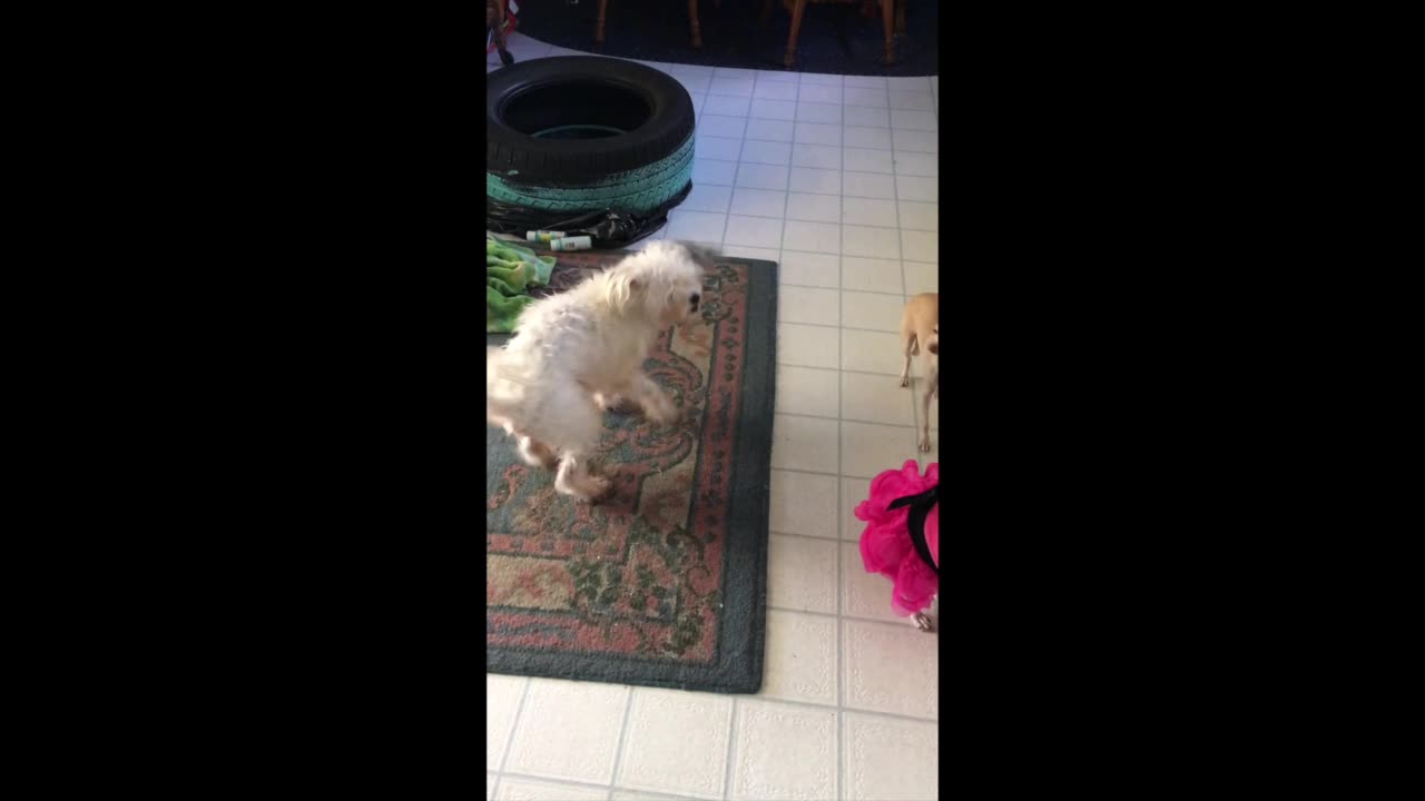 "Dan's Rest Stop" - Funny Memories #18 (Lucy The Maltese Mix)