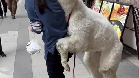 Alpaca's unique way of greeting