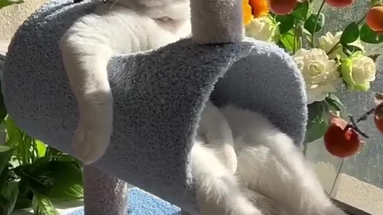 Cute cat Playing