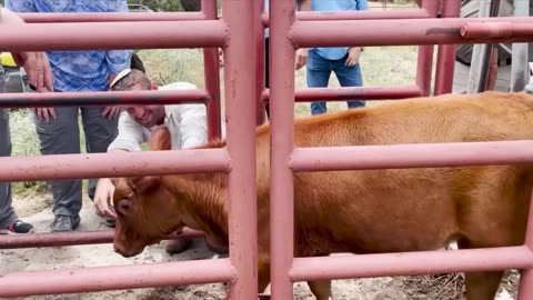 Prophetic Anticipation Builds Unblemished Red Heifers for Temple