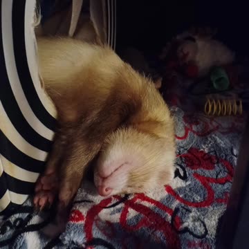 Snoring Ferret!!