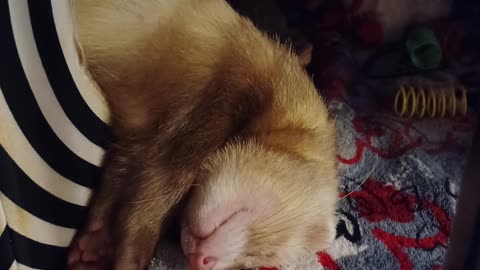 Snoring Ferret!!