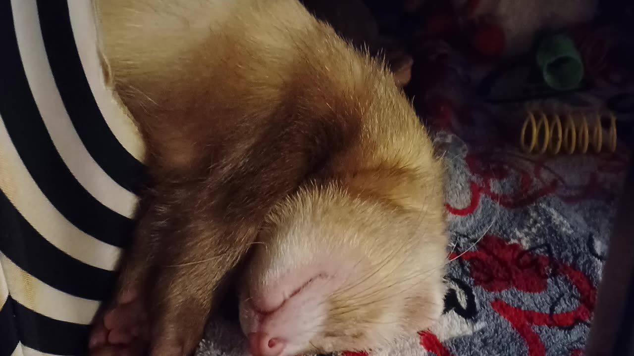 Snoring Ferret!!