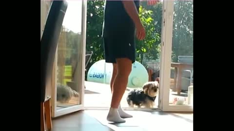 Dogs who have been hurt by glass doors