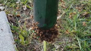 Feeding the Bees