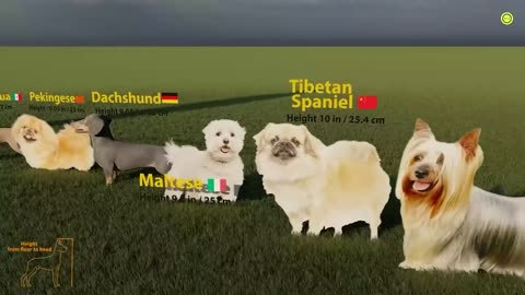 Dog size Comparison I WTD #pets #dogs