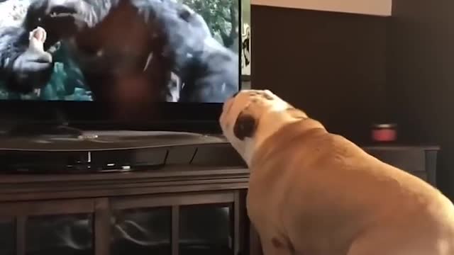 bulldog watching movies