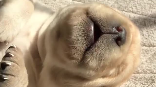 Funny and smart dog 2