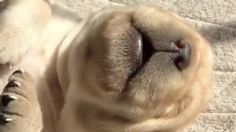 Funny and smart dog 2