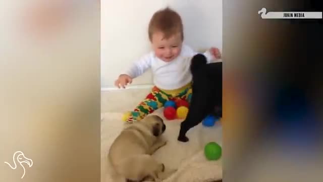 Babies laughing at pets