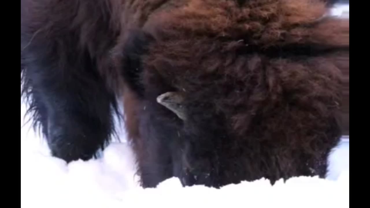 Bison ❄️