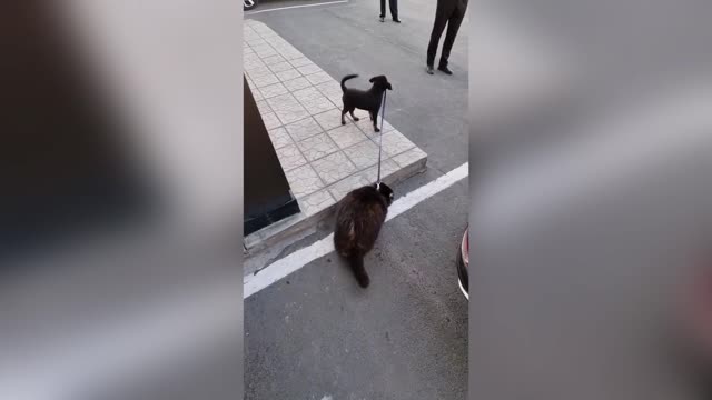 Pet Dog Takes Tubby Raccoon For Walks After Piling On The Lockdown Pounds