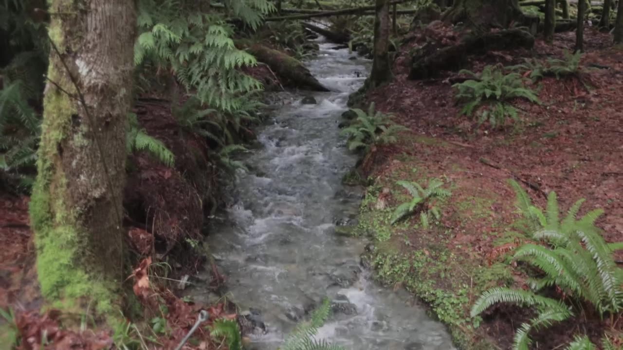 One Of The LAST Old Growth Forests In British Columbia!