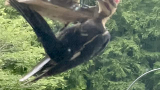 Pileated Woodpecker