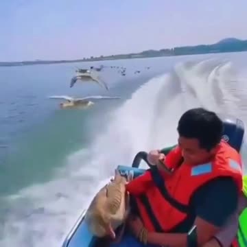 Relationship between animals and human😎