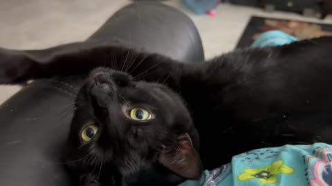 Adopting a Cat from a Shelter Vlog - Cute Precious Piper is an Arm Stretching Lap Cat