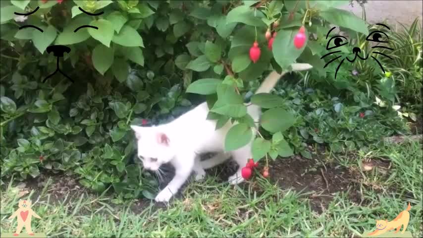 white cat playing