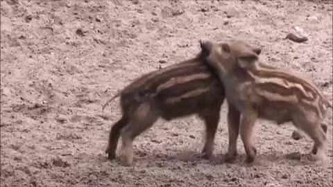 cute pigs playing