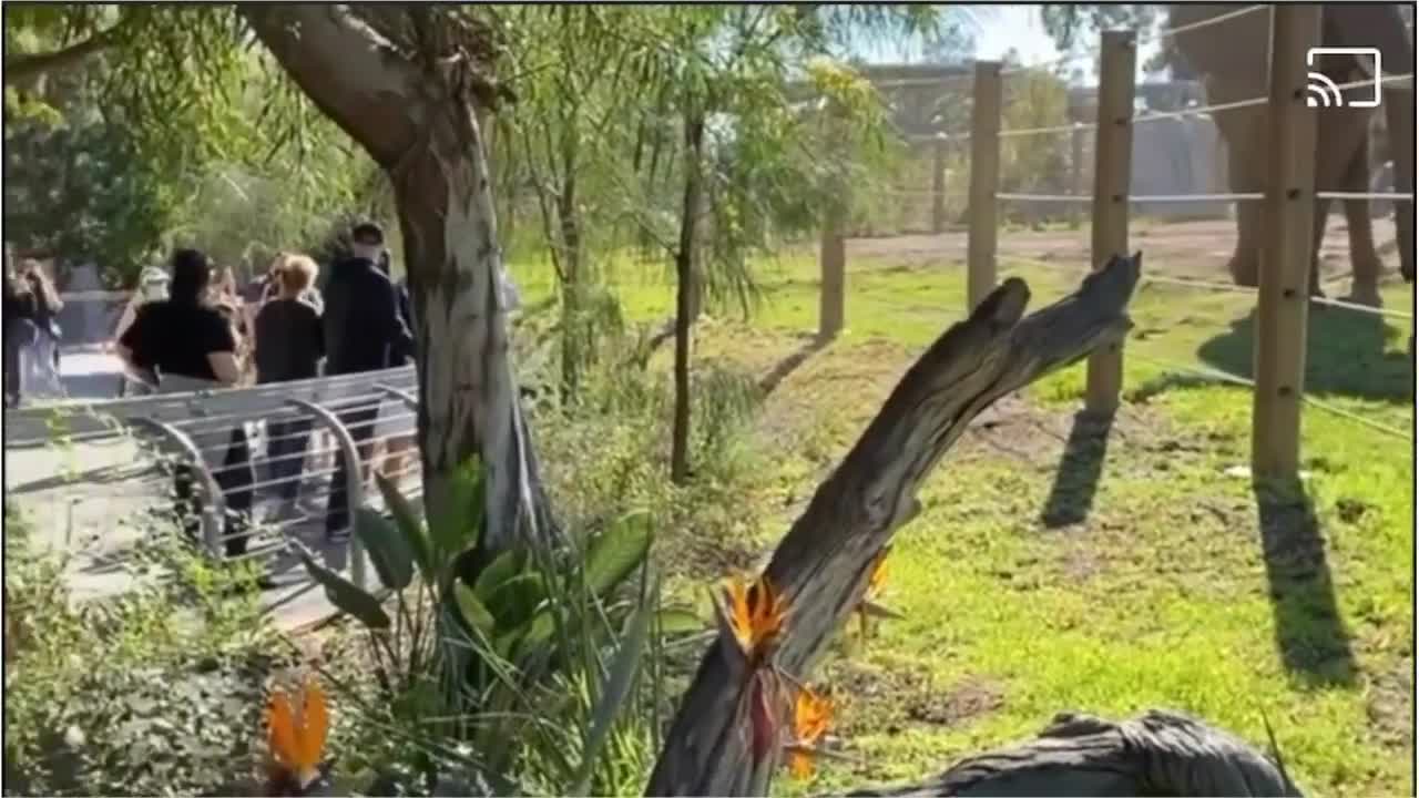 A Big Elephant Tries To Attack The Baby And Daddy.