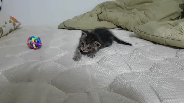 a cute little kitten acting cute