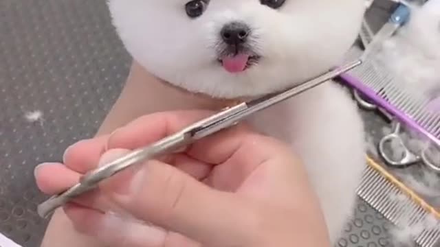 Cute Hear style Dog Pet