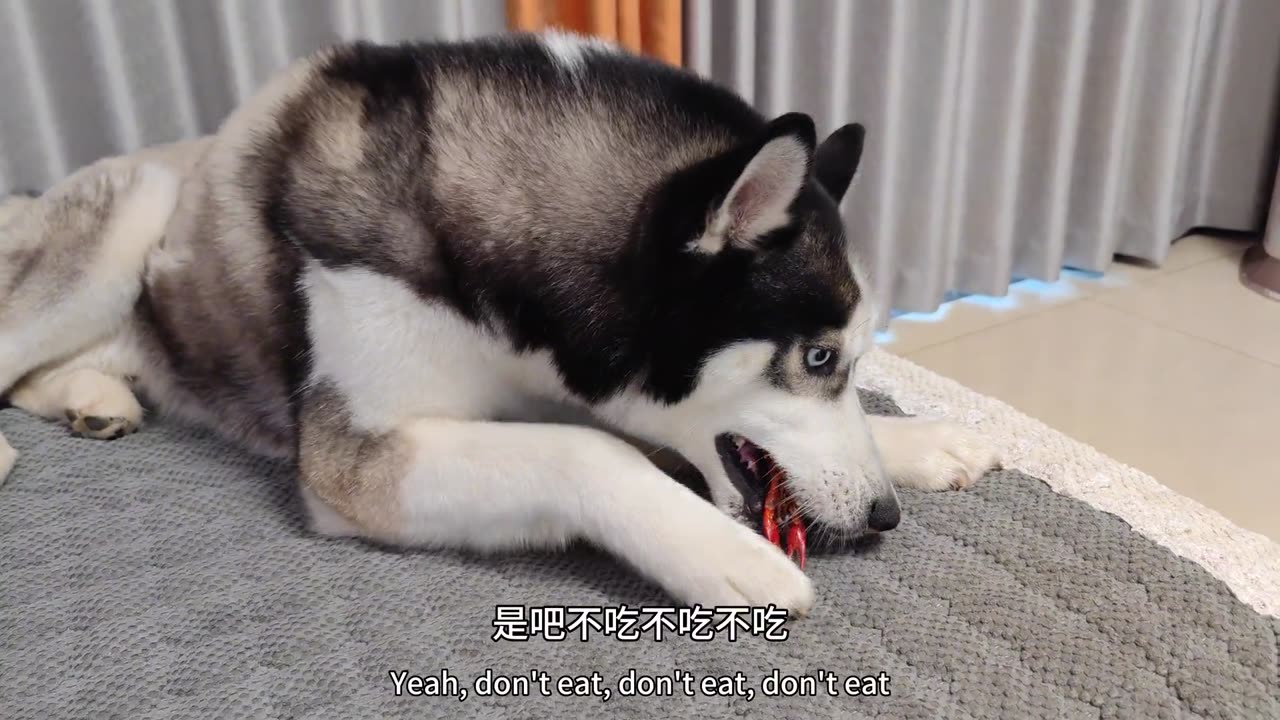 Husky vs Lobster