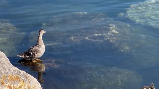 a duck family outing