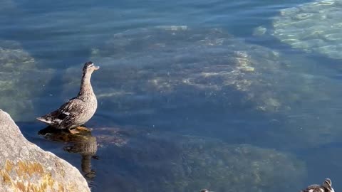 a duck family outing