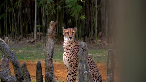 Beautiful Cheetah in Captivity at Zoo, Close Up, Slow Motion