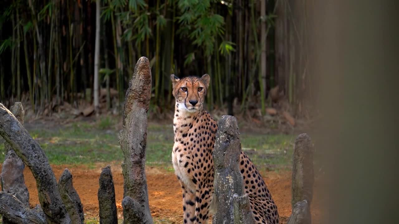 Beautiful Cheetah in Captivity at Zoo, Close Up, Slow Motion