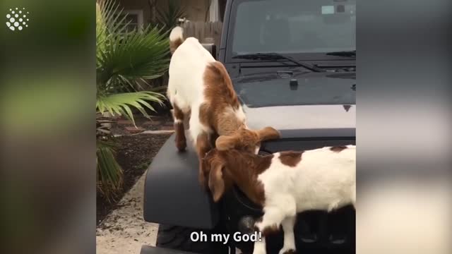 Top Funny Animal Videos