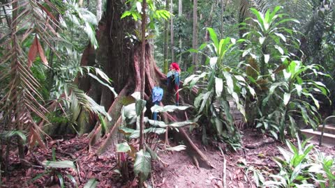 Parrots in the jungle